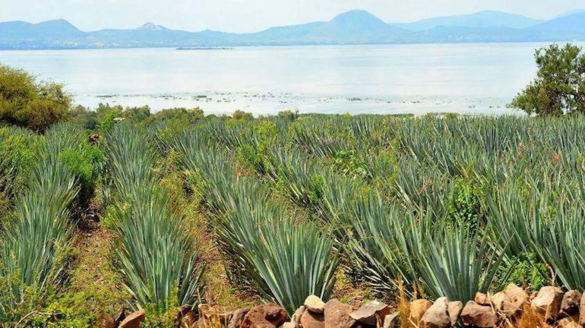 Campo Agave Tequila